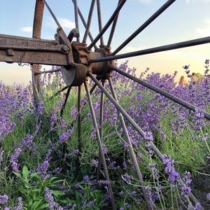 Meet your Posher, Vika